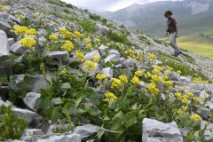 Alyssum-ovirense-e-Alberto-foto-Ugo_Z502840