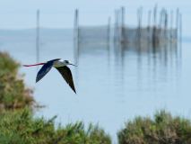 Comacchio-Valle-Santa-11