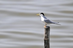 Comacchio-Valle-Santa-15