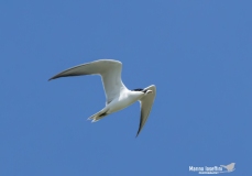 Comacchio-Valle-Santa-22