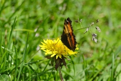 Correale-Aglais-urticae-Monte-Baldo