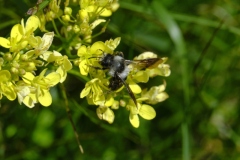 Correale-Andrena-cineraria-Monte-Baldo