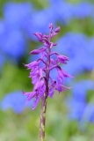 Correale-Orchis-mascula-Monte-Baldo