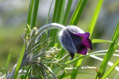 Correale-Pulsatilla-montana-Monte-Baldo