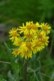 Correale-Tephroseris-longifolia-Monte-Baldo