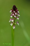 Orchis-ustulata-Cansiglio-Giardino-botanico-2024_DSC7494