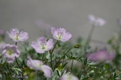 geranium-argenteum-Cansiglio-Giardino-botanico-2024_DSC7503