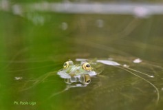 rana-verde-Cansiglio-Giardino-botanico-2024_DSC7512