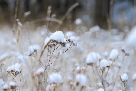 FL - 1° - De March Fernando - Foto N° 04 - la prima neve su fiore di achillea