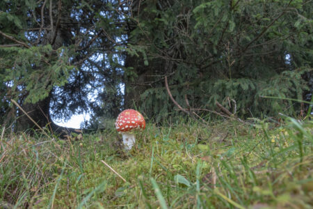 MM - 2° - Bartoli Anna - Foto N° 08 - Amanita muscaria