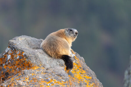 VE - 3° - Zecchin Fabio - Foto N° 12 - Marmotta